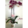 Orchid Phalaenopsis 001