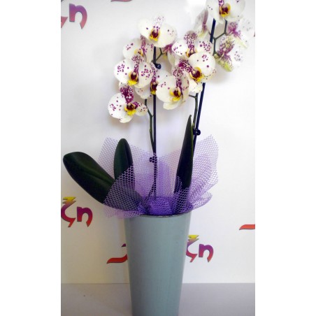 Orchid Phalaenopsis 003