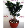 Bonsai Plant 001