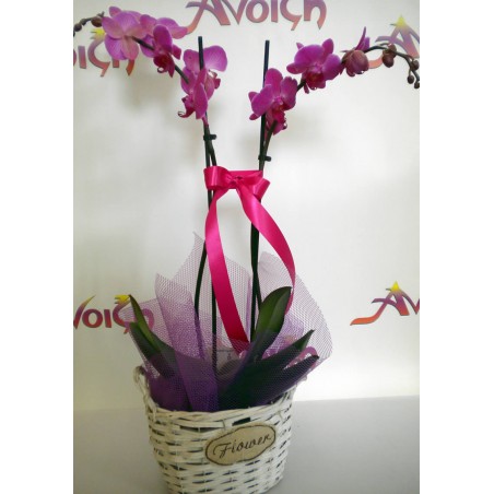 Orchid Phalaenopsis 008