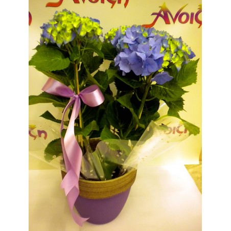 Φυτό Σε Γλάστρα 009