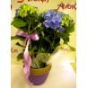 Φυτό Σε Γλάστρα 009