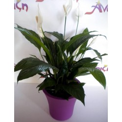 Send flower and plants in Drama. Free delivery for Drama city
