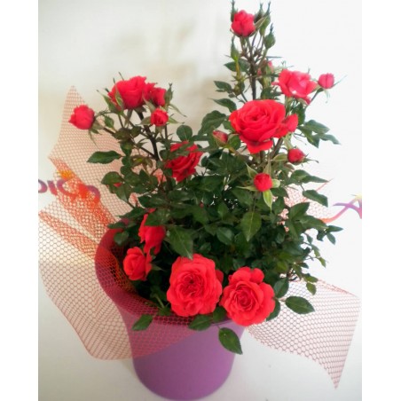 send flowers online in drama city, florists in drama