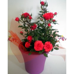 Plant In Pot 015
