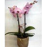 Orchid Phalaenopsis 005