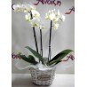 Orchid Phalaenopsis 009