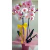 Orchid Phalaenopsis 010