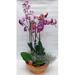 Orchid plant flowers. Sending an orchid. Sending flowers Drama.