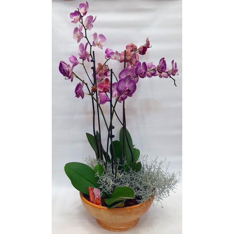 Orchid plant flowers. Sending an orchid. Sending flowers Drama.