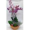 Orchid plant flowers. Sending an orchid. Sending flowers Drama.