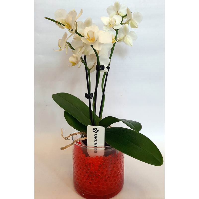 Buy online and send orchids phalaenopsis in Drama