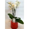 send orchids in drama online flower shop