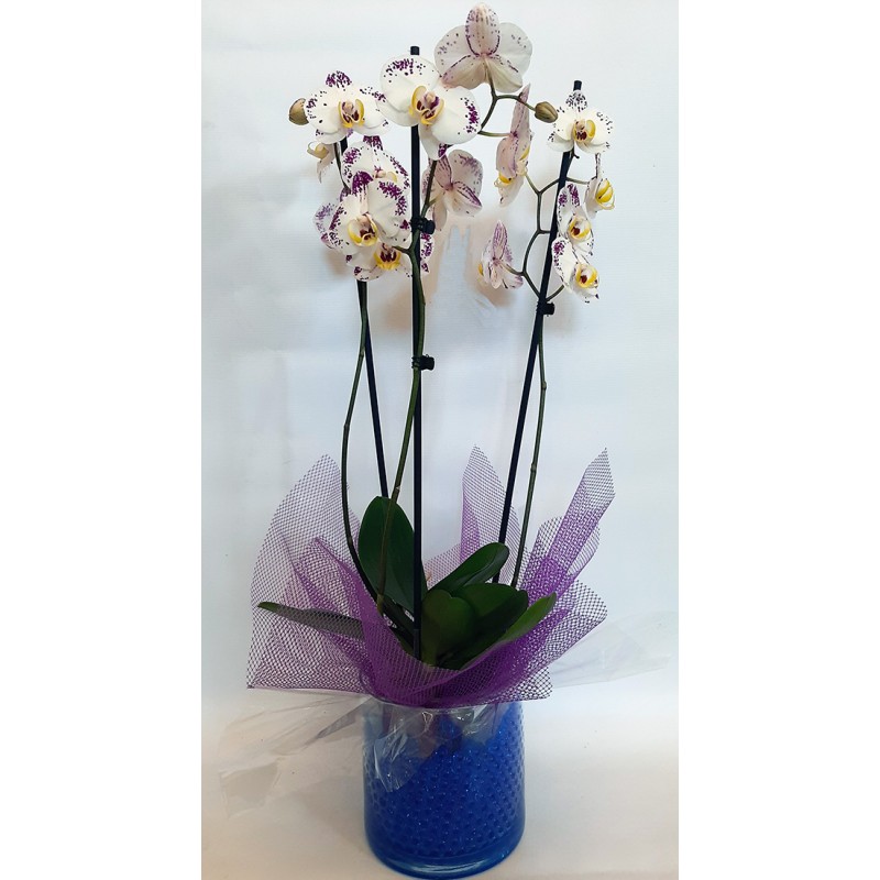 send flowers and bouquets in Greece Drama city