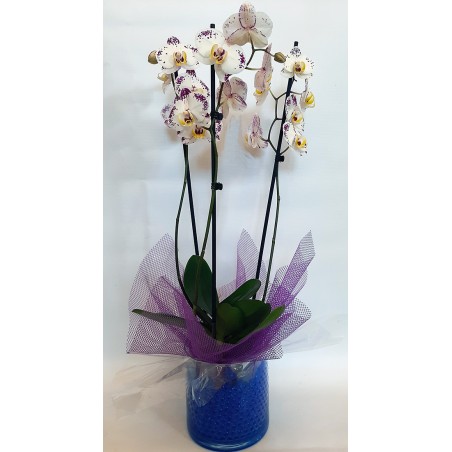 send flowers and bouquets in Greece Drama city