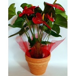 Online flower shop Anoiksi. Send flowers and plants in Drama city