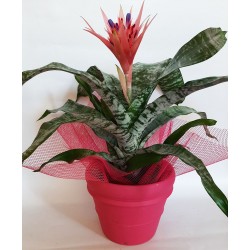 Online Flower shop in Drama Anoiksi. Send flower and plants online