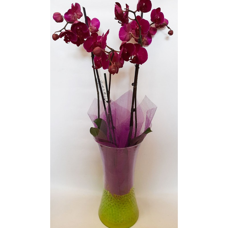 sending flowers, plants and pots to the drama. flower shop in drama. send orchids and pots to the drama. free shipping