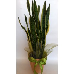 send flowers and plants in drama city. buy flowers online