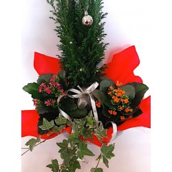 flower shop in Drama. Christmas plants and flowers. Send flowers in Greece. Free shipping for Drama city