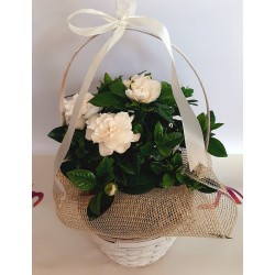 Send plants in Drama. Gardenia plant in Flower Shop Anoiksi. drama florists