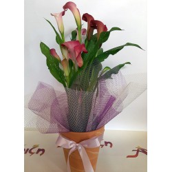 flowers in a pot, send flowers, flower bouquets, mother's day, anoiksi flowers, Zantedeschia