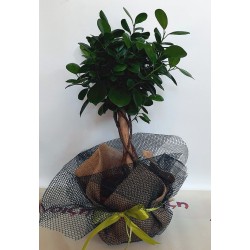 Buy and Send bonsai tree in Drama. Flower shop anoiksi