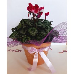 Wonderful cyclamen pant in a clay pot. Send flowers and plants in Drama city. Flower shop Anoiksi in Drama coty