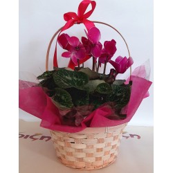 cyclamen on a straw base. flower shop Anoiksi with free delivery for the city of Drama