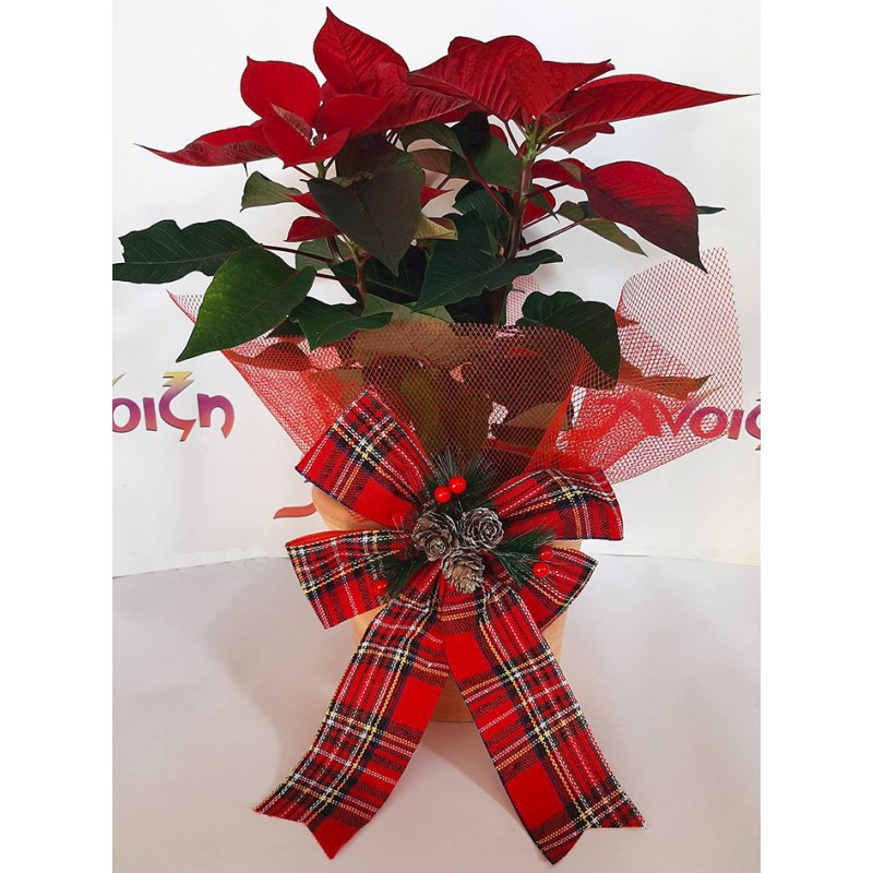 αλεξανδρινό σε κασπώ βάση. αποστολή λουλουδιών ανθοπωλείο Άνοιξη