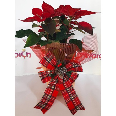 αλεξανδρινό σε κασπώ βάση. αποστολή λουλουδιών ανθοπωλείο Άνοιξη