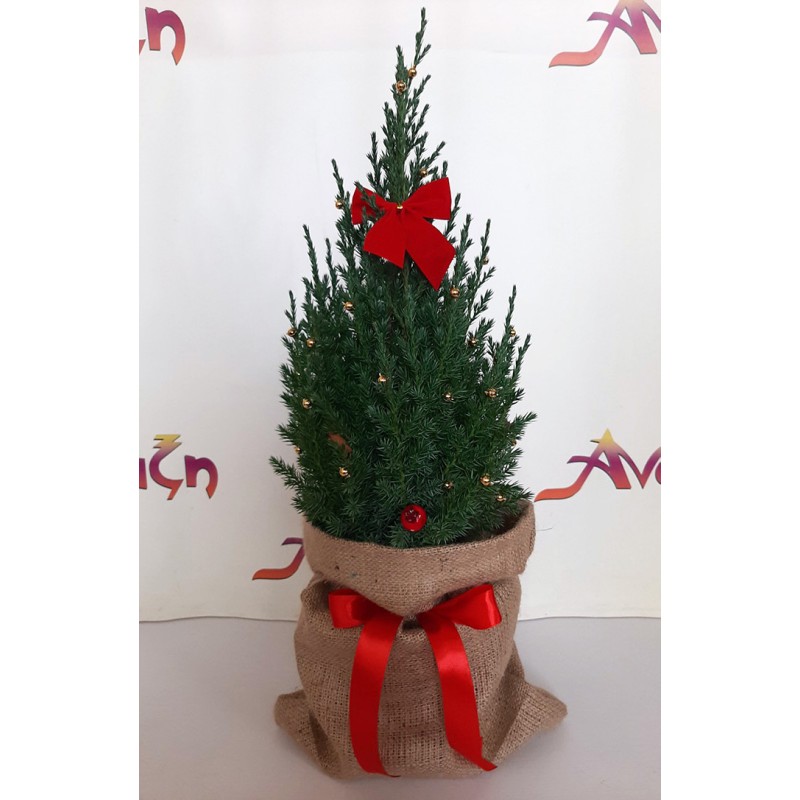 αποστολή λουλουδιών δράμα. χριστουγεννιάτικο δώρο ανθοπωλείο άνοιξη, χριστουγεννιάτικα λουλούδια