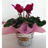 κυκλάμινο σε ψάθινη βάση. αποστολή λουλουδιών στη Δράμα ανθοπωλείο Άνοιξη