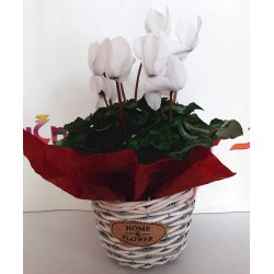 cyclamen on a straw base. flower shop Anoiksi with free delivery for the city of Drama. color white