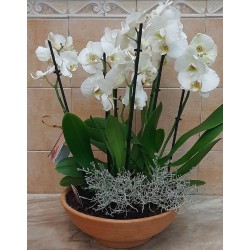 Orchid plant. Sending an orchid. Floweshop in Drama. florists drama city