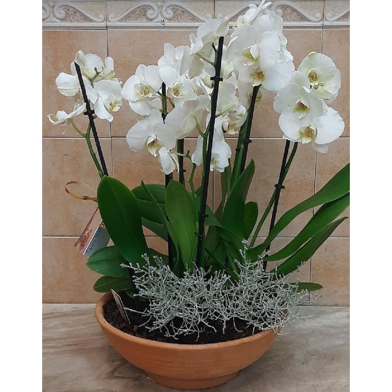 Orchid plant. Sending an orchid. Floweshop in Drama. florists drama city