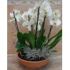 Orchid plant. Sending an orchid. Floweshop in Drama. florists drama city