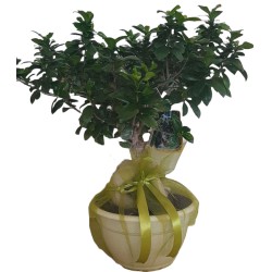 large bonsai plant greece, premium indoor plants drama, luxury flower shop drama, anoiksi flower shop drama