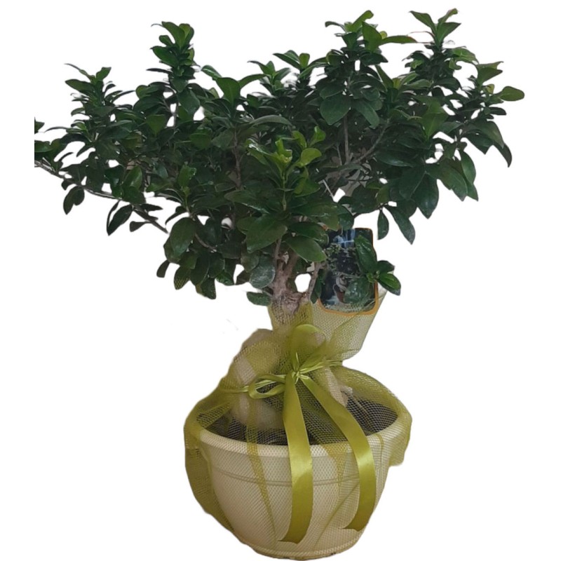 μπονσάι δράμα, ανθοπωλείο άνοιξη δράμα, bonsai giga 65 εκ φυτά εσωτερικού χώρου δράμα, premium δώρα δράμα.