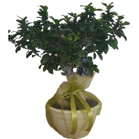 large bonsai plant greece, premium indoor plants drama, luxury flower shop drama, anoiksi flower shop drama
