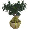 μπονσάι δράμα, ανθοπωλείο άνοιξη δράμα, bonsai giga 65 εκ φυτά εσωτερικού χώρου δράμα, premium δώρα δράμα.